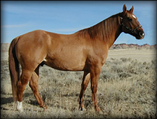New Holly Prophet, Red dun stallon, Hollywood Gold and Royal King.